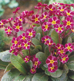 Primula Dark Rosaleen Primula Dark Rosaleen