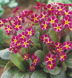 Primula Dark Rosaleen