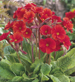 Primula Don Keefe Primula Don Keefe
