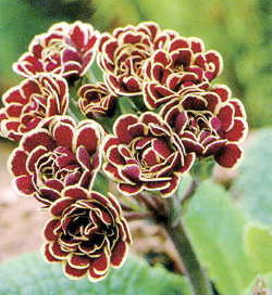 Primula Elisabeth Killelay Primula Elisabeth Killelay