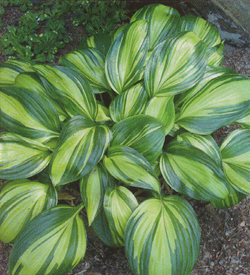 Hosta Rainbow´s End Hosta Rainbow´s End