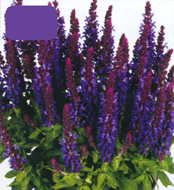 Salvia Blue Bouquetta Salvia Blue Bouquetta