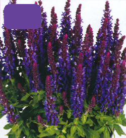 Salvia Blue Bouquetta