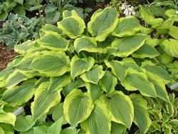 Hosta Satisfaction