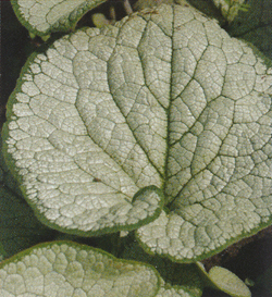 Brunnera Silver Heart