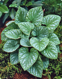 Brunnera macrophylla Silver Wings Brunnera macrophylla Silver Wings