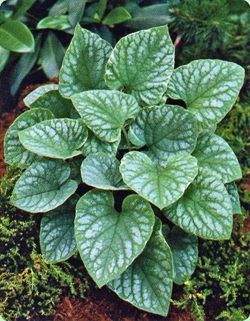 Brunnera macrophylla Silver Wings