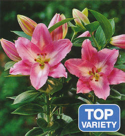 Lilium Souvenir Lilium Souvenir