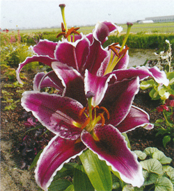 Lilium Star Gazer