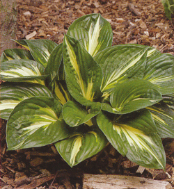 Hosta Sting Hosta Sting