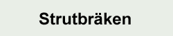 Ormbunkar - Strutbräken Ormbunkar - Strutbräken