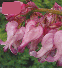 Dicentra Sweet Hearts