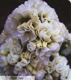Phlox Tiara Phlox Tiara