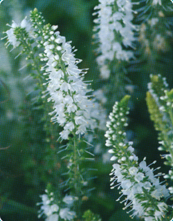 Veronica Spicata Alba