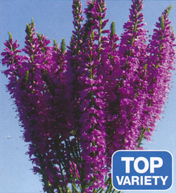 Veronica Amethyst Plume