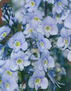 Veronica gentianoides Blue Streak