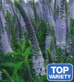 Veronica Lilac Fantasy Veronica Lilac Fantasy