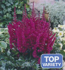 Astilbe Vision in Red