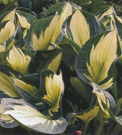 Hosta Whirlwind Hosta Whirlwind