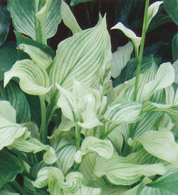 Hosta White Feather