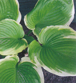 Hosta Winter Snow Hosta Winter Snow