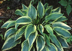 Hosta Wolverine